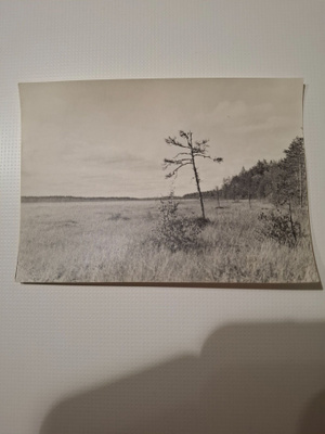 Mustavalkoinen suomaisema 60 -luvulta