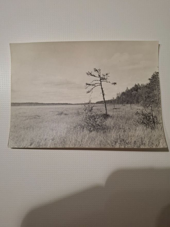 Mustavalkoinen suomaisema 60 -luvulta