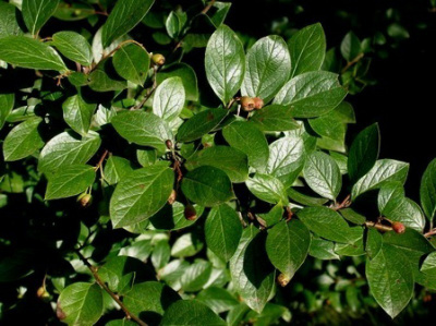 Kiiltotuhkapensas (Cotoneaster lucidus), siemeniä 40 kpl