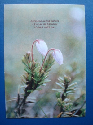 Kukkakortissa lause: Katsokaa kedon kukkia... Ei kulk.