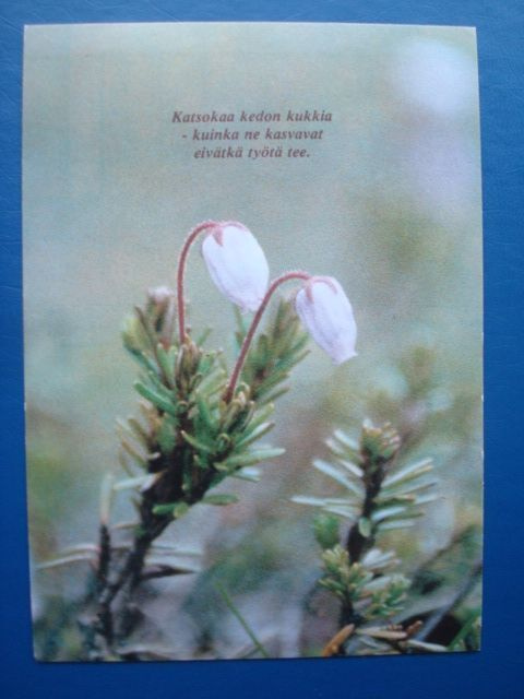 Kukkakortissa lause: Katsokaa kedon kukkia... Ei kulk.