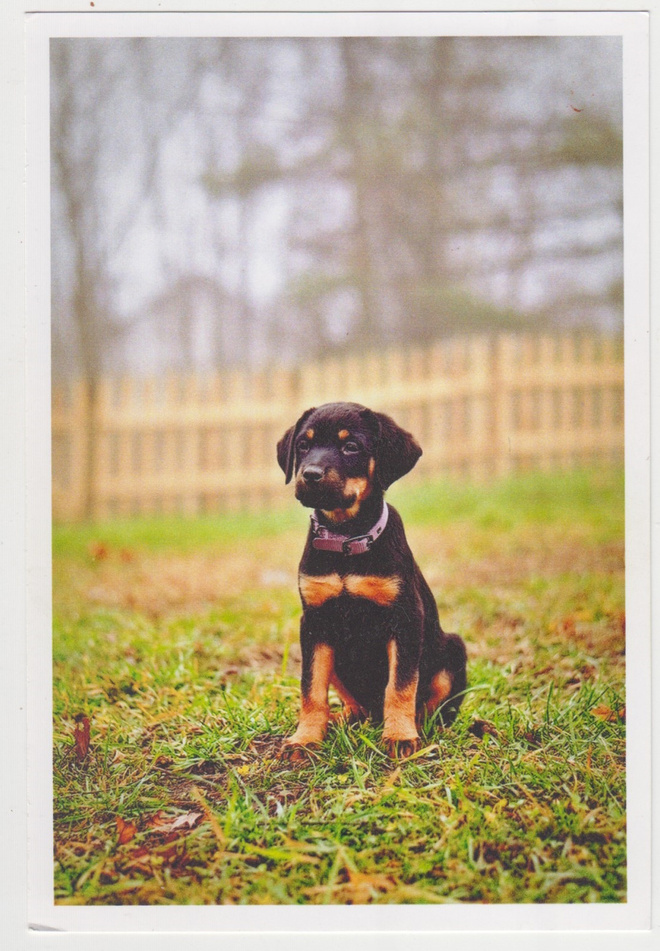 ROTTWEILER  POSTIKORTTI
