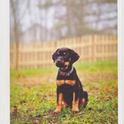 ROTTWEILER  POSTIKORTTI - pikkukuva 1