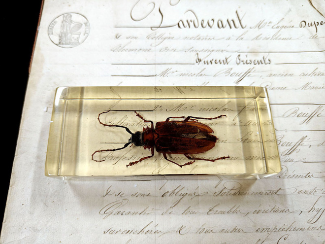 Natura Obscura – Entomologinen näyte no. 409