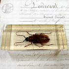Natura Obscura – Entomologinen näyte no. 409 - pikkukuva 1