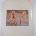David Black : Animal Wonders of the World - pikkukuva 2