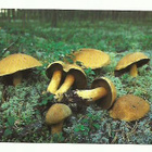 Kangastatti - pikkukuva 1