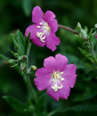 Karvahorsma (Hypericum hirsutum), siemeniä 50 kpl