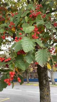 Ruotsinpihlaja (Scandosorbus intermedia), siemeniä 30 kpl