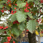 Ruotsinpihlaja (Scandosorbus intermedia), siemeniä 30 kpl - pikkukuva 1