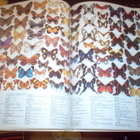 Smart : The Illustrated Encyclopedia of the Butterfly World - pikkukuva 3