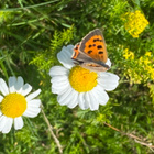 Merisaunio (Tripleurospermum maritimum), siemeniä 50 kpl - pikkukuva 1