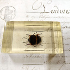 Natura Obscura – Entomologinen näyte no. 304 - pikkukuva 1