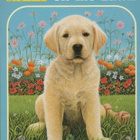 Lucy Daniels: Labrador on the Lawn - pikkukuva 1