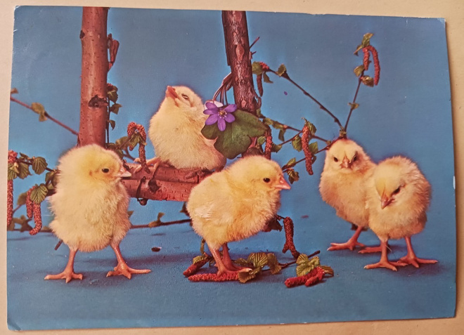 Viisi pikkutipua urpujen ja hiirenkorvien seassa, p. 1977