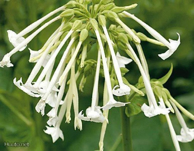 Narsissitupakka (Nicotiana sylvestris), siemeniä 100 kpl