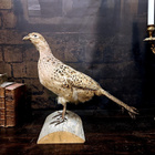 Fasaaninaaras (Phasianus colchicus), v. 1960–1970 - pikkukuva 2