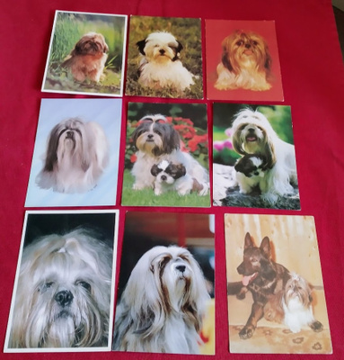 9 SHIH-TZU  POSTIKORTTIA