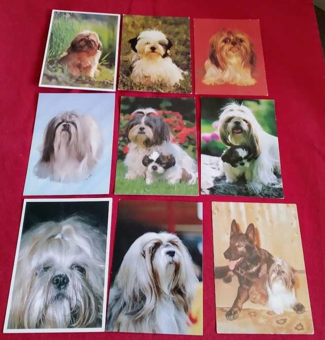 9 SHIH-TZU  POSTIKORTTIA