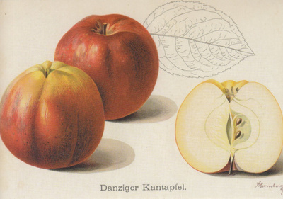 Omena Danziger Kantapfel (isohko kortti)