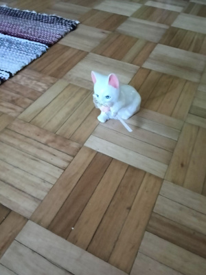 Kissa