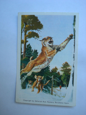 Jenkki, Villieläimiä N:o 87, ILVES pakenee koiria