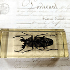 Natura Obscura – Entomologinen näyte no. 411 - pikkukuva 3