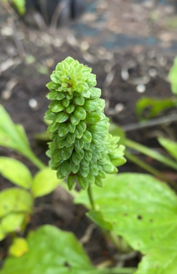Rusettiratamo (Plantago major 'Rosularis'), siemeniä 50 kpl