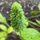 Rusettiratamo (Plantago major 'Rosularis'), siemeniä 50 kpl - pikkukuva 1