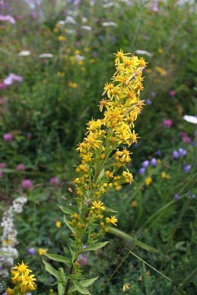 Kultapiisku (Solidago virgaurea), siemeniä 50 kpl