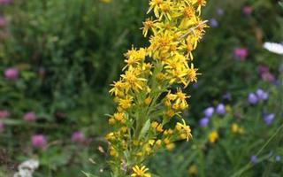Kultapiisku (Solidago virgaurea), siemeniä 100 kpl
