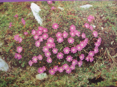 Esikot kukassa
