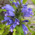 Nepeta yunnanensis, siemeniä 50 kpl - pikkukuva 2