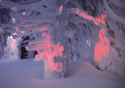 Talviaurinko, lumiset puut