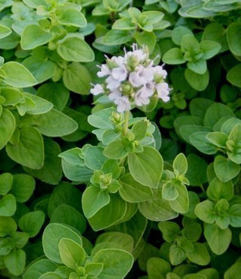 Maustemeirami (Origanum majorana), siemeniä 300 kpl