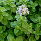 Maustemeirami (Origanum majorana), siemeniä 300 kpl - pikkukuva 1