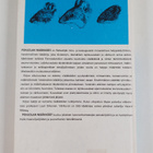 Lauri Siivonen : Pohjolan nisäkkäät = (Mammals of Norther... - pikkukuva 2