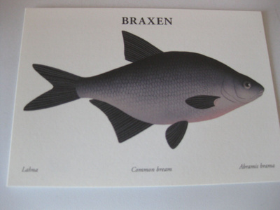 Braxen, lahna