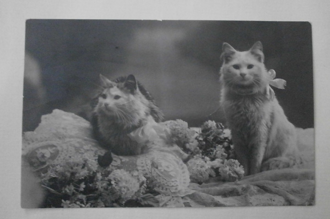 Kaksi kissaa rusetit kaulassa, kukkia, vanha mv pk, p. 1925