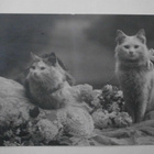 Kaksi kissaa rusetit kaulassa, kukkia, vanha mv pk, p. 1925 - pikkukuva 1