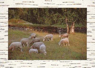 Postikortti, KOTIELÄIN, Lammas