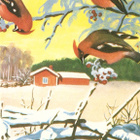 Tilhet ruokailemassa pihlajassa. Kulk. - pikkukuva 1