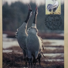 Kurki, maksikortti 19.8.1997, WWF-kortti - pikkukuva 1