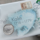 Suomi 10e hopearaha Pehr Kalm - 2011, Lyöntimäärä: 6 000 kpl - pikkukuva 3