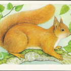 kortti **/° Orava - erilaisia valokuva- tai taidekortteja - pikkukuva 3