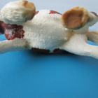 Schleich Shetlannin poni tamma - pikkukuva 5
