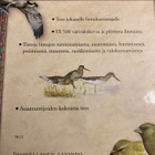 LINTUMAAILMA - OPAS EUROOPAN LINNUSTOON - pikkukuva 2