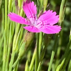 Ketoneilikka (Dianthus deltoides), siemeniä 100 kpl - pikkukuva 2