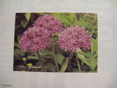 Vaalea lila Allium Globemaster