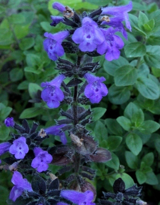 Alppikäenminttu (Acinos alpinus), siemeniä 50 kpl
